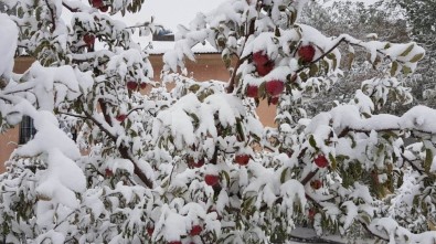 Kahramanmaraş'ta Kar Elma Üreticisini Hazırlıksız Yakaladı