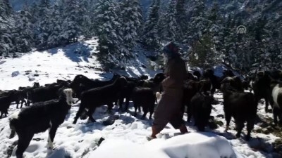 Kar Yağışı Hayvanlarını Otlatan Çifti Hazırlıksız Yakaladı