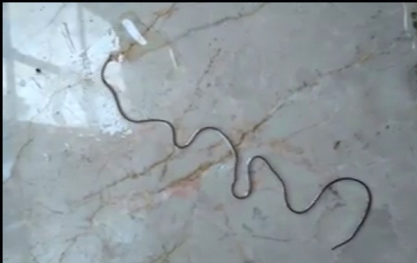 Hayvan öldüren parazit köylüleri şaşırttı