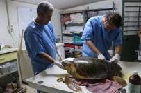 CARETTA CARETTA - Deniz Kaplumbağaları Araştırma Merkezi'nin Kapanacağı İddiası