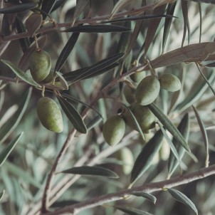 Kuşadası'nda Zeytin Festivali Düzenleniyor