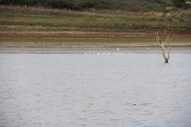 (ÖZEL) Sazlıdere Baraj Gölü'nde Kuşların Dansı Kamerada