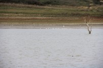 (ÖZEL) Sazlıdere Baraj Gölü'nde Kuşların Dansı Kamerada