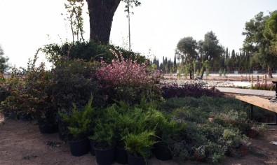 Dokuma'ya Botanik Bahçe Kuruluyor