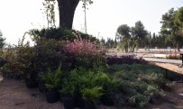 ARBORETUM - Dokuma'ya Botanik Bahçe Kuruluyor