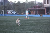 SOKAK KÖPEĞİ - Fanatik köpek maçı durdurdu
