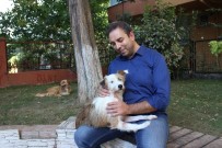 LAZER TEDAVİSİ - Ağaca Bağlanıp Ölüme Terk Edilmişti Açıklaması Hayata Döndü