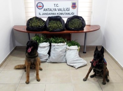 Antalya'da Uyuşturucu Operasyonlarına 15 Tutuklama