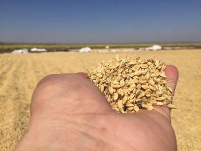 Diyarbakır'da Pirinç Hasadı Başladı