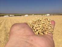 MUHİTTİN YÜCEL - Diyarbakır'da Pirinç Hasadı Başladı