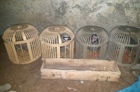 KEKLİK AVI - Kınalı Keklikler Kaçak Avcılardan Elinden Kurtarıldı