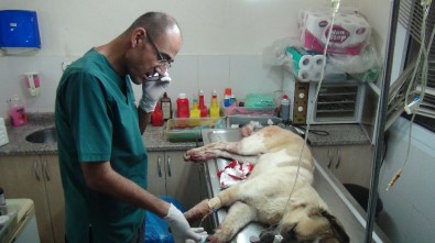 Manavgat'ta Sokak Köpeğin Tüfekle Vuruldu