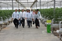 KAYHAN - Manisa Jeotermal Seracılıkta Türkiye İkincisi