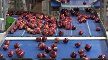 YUSUF ARSLAN - Organik Mumlanan Elmalar Uzak Doğu Kapılarını Açtı