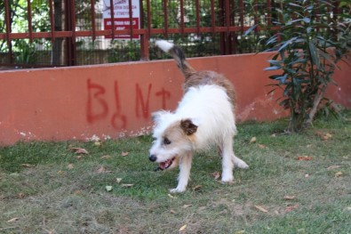 (Özel) Ölüme Terk Edilen Felçli Köpek Uzatılan Yardım Eliyle Hayat Döndü