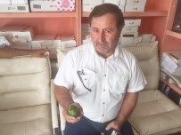 İTFAİYE MÜDÜRÜ - Sungurlu'da Kuşa Benzeyen Salatalık Yetiştirildi