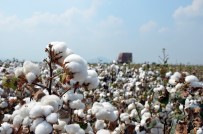 KİMYASAL MADDE - Adana'da 12 Bin Ton 'İyi Pamuk' Üretildi