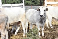 KLON - 'Klon Sığırlar' Torunlarının Çocuklarını Gördü