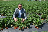 ORGANİK YUMURTA - Ordu'da Çilek Üretimi Canlandı
