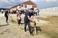 AVRUPA ÜLKELERİ - TİKA'dan Kosovalı Çiftçilere Destek