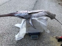 KILIÇ BALIĞI - 2 Metre 30 Santim Boyunda Kılıç Balığı Yakaladılar