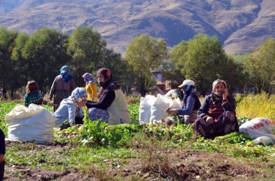 200 Hanelik Köyde Şalgam Hasadı