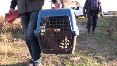 Adana'da Yaralı Balık Baykuşu Bulundu