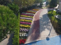 BELEK - Manisa, Kasımpatılarla Renklendi