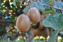 TANDOĞAN - Ordu'da Kivi Hasadına Başlandı