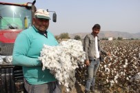 BALLıK - Pamuk Üreticisi İsyanda