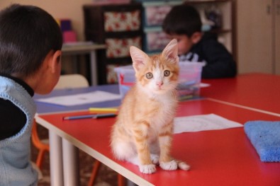 Tedavi Edilen Yavru Kedi, Sınıfın Üyesi Oldu