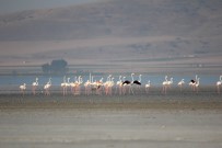 ERCIYES DAĞı - Yağışlarla Birlikte Kuşlar, Seyfe Gölüne Akın Ediyor