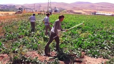 Afgan İşçiler Pancar Mesaisinde