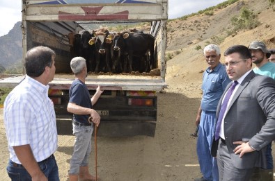 Beytüşşebap'ta Genç Çiftçilere Büyükbaş Hayvan Dağıtıldı