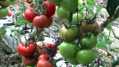 Domatesin Ateşini 'Sera' Düşürecek