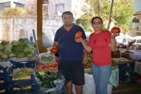 ATANUR BAL - Domateste Düşüş Beklenmiyor