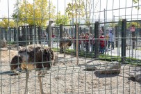DÜNYA HAYVANLARı KORUMA GÜNÜ - Hayvanat Bahçesinde Özel Gün