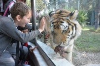 DÜNYA HAYVANLARı KORUMA GÜNÜ - Kaplanların Beslenme Saati Nefesleri Kesti