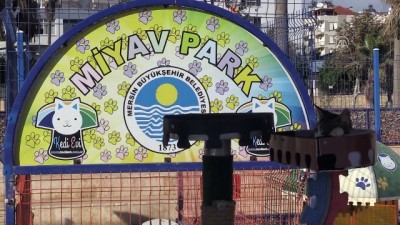 Kediler 'Miyav Park'ı Sevdi