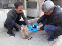 KÖPEK YAVRUSU - Otomobilin Çarptığı Köpek Yavrusu Tedavi Altına Alındı