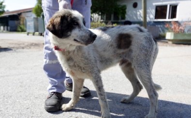 Ataşehir'de İkinci Kuyu Köpek Vakası