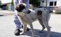 SOKAK KÖPEĞİ - Ataşehir'de İkinci Kuyu Köpek Vakası
