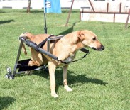 TURAN ERDOĞAN - Sokak Hayvanları Geri Dönüşüm İle Hayata Tutundu