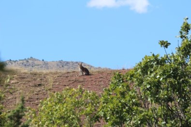 Tunceli'de Vaşak Görüntülendi