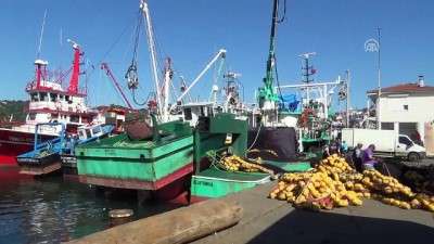 Karadeniz'de Palamut Bolluğu Balıkçıların Yüzünü Güldürdü