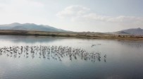 Karataş Ve Çorak Göldeki Su Kuşları Havadan Görüntülendi Haberi