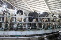 ET ÜRETİMİ - Kendirlioğlu; 'Süt Fiyatları Arasındaki Dengesizliğe Müdahale Edilmelidir'