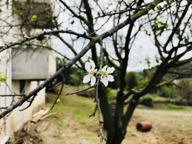 Çanakkale'de Erik Ağacı Çiçek Açtı