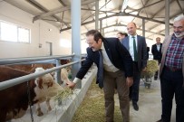 Bayburt'ta Hayvancılığa Önemli Destek