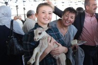 Bu Da Çobanların Festivali